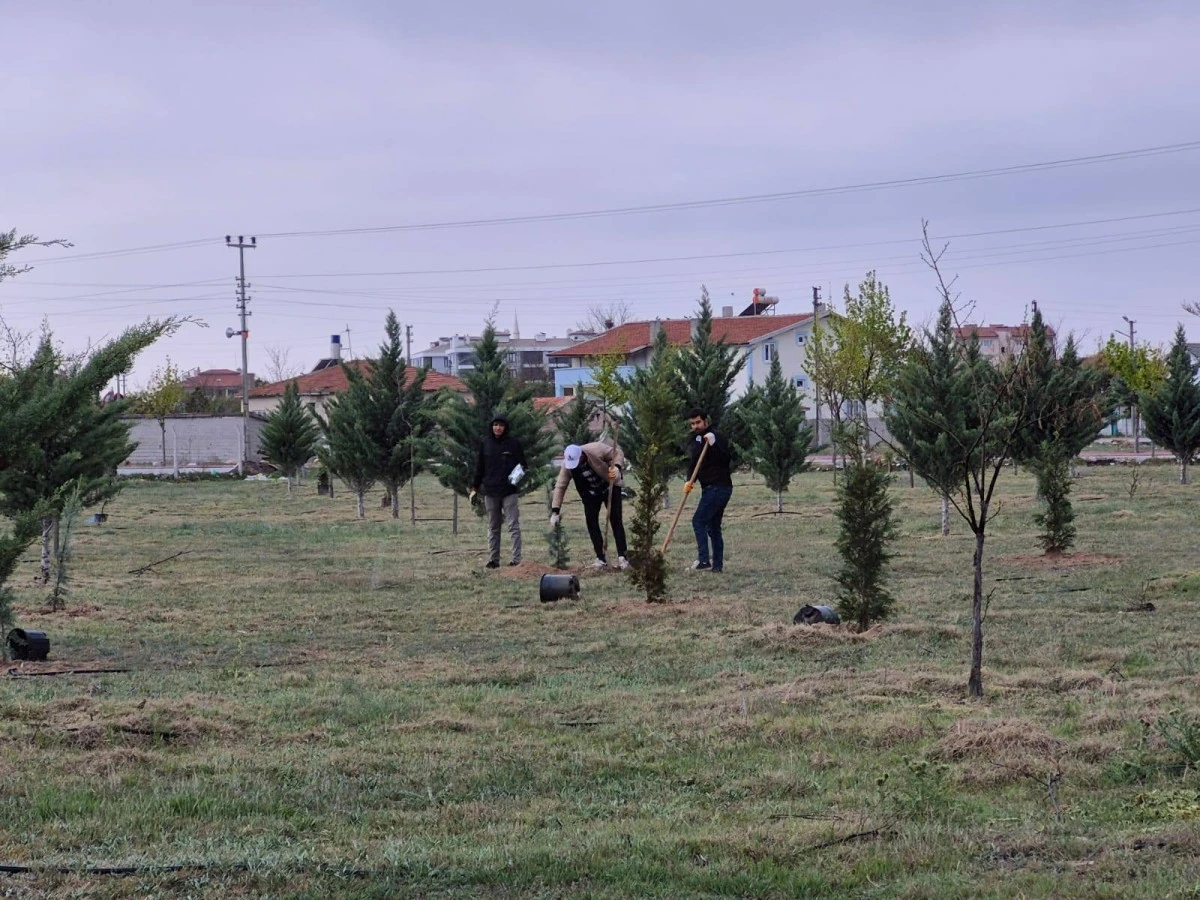 Ağaçlandırma Çalışmaları Tüm Hızıyla Sürüyor