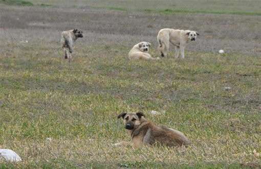 Bunlarda başıboş sahipli  köpekler