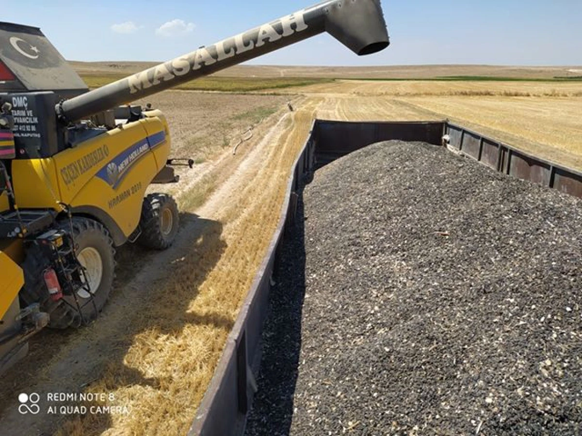 Eskil’de Ayçiçeği Hasadı Başladı