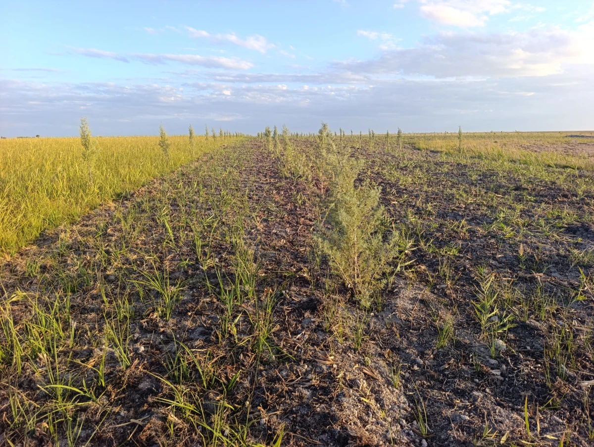 Eskil’de Yeşile Dönüş