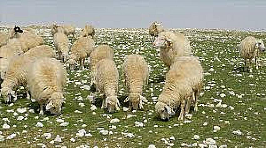 Kaybolan Koyunlarını Arıyor